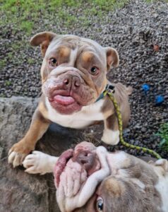 Ginger and clove together