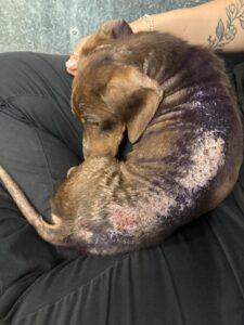 Otis’ skin when he first arrived