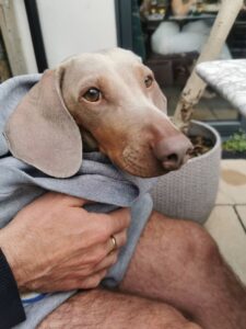 Mojito chilling in the garden