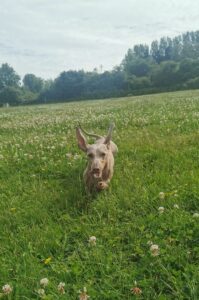 Mojito running at collar club in the grass