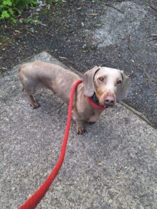 Mojito on a walk at the dogs home