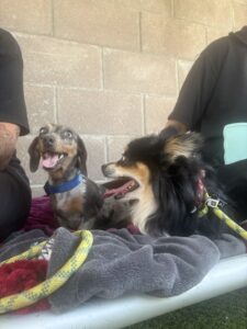 Pebbles and Gucci chilling out