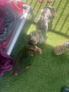 Pebbles and Otis