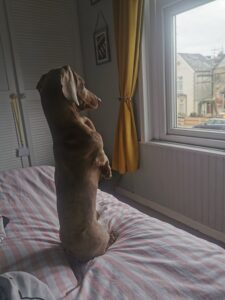 Mojito looking out the window