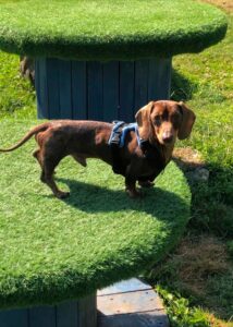 Otis at collar club