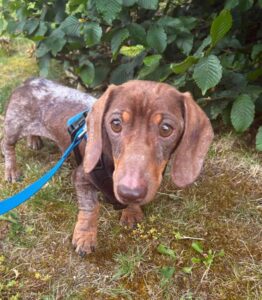 Otis on a walk