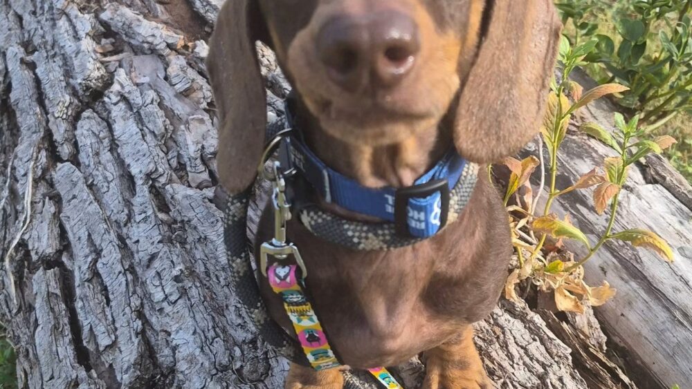 Otis stood on a log