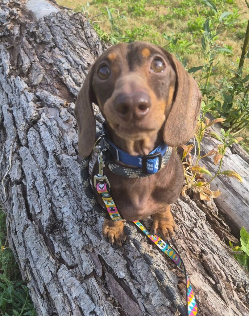 Otis stood on a log