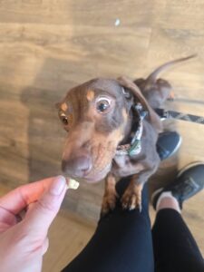 Otis having a treat!