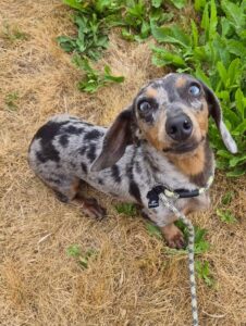 Pebbles on a walk looking cute
