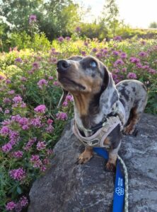 Pebbles in the flowers