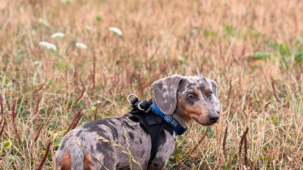 Pebbles at collar
