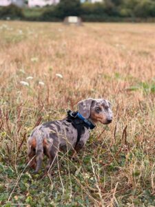 Pebbles at collar