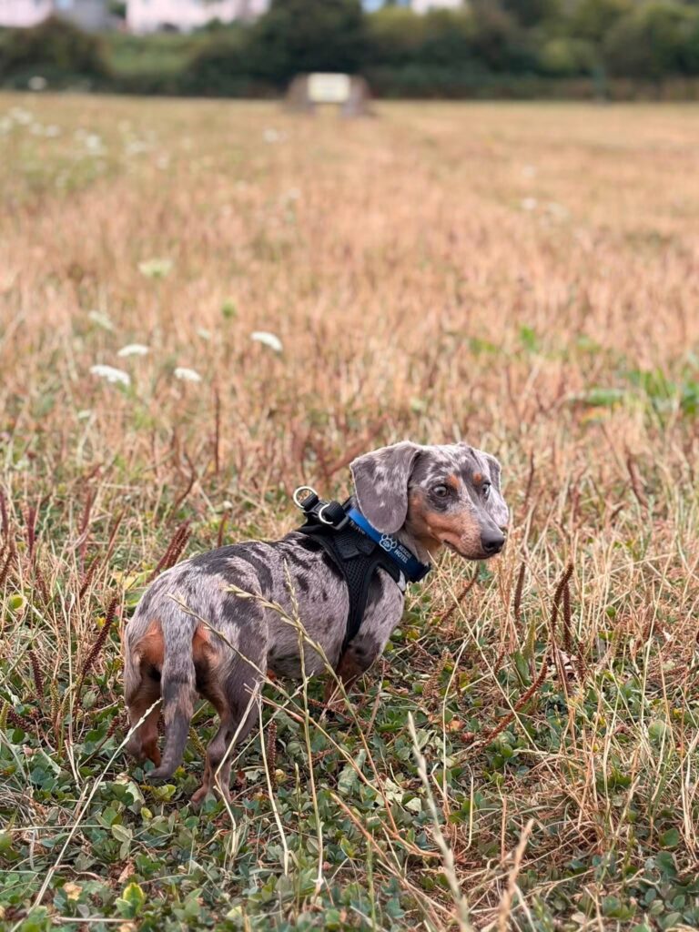Pebbles at collar