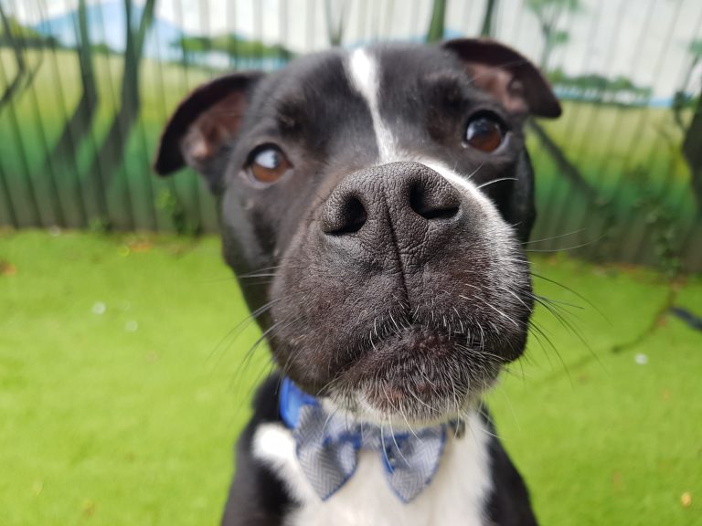 Socks Cardiff Dogs Home