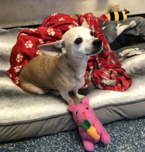 Showing off my rabbit impression 