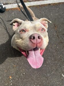 Petunia