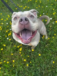 Petunia