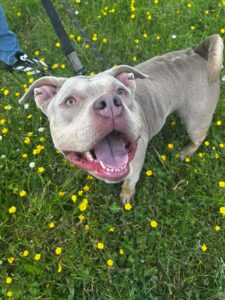 Petunia