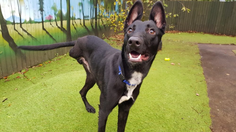 Oscar Cardiff Dogs Home