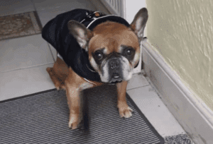 Bentley waiting for a walk