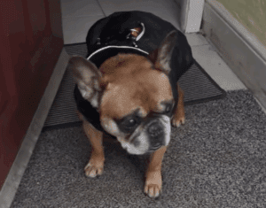 Bentley watching the rain