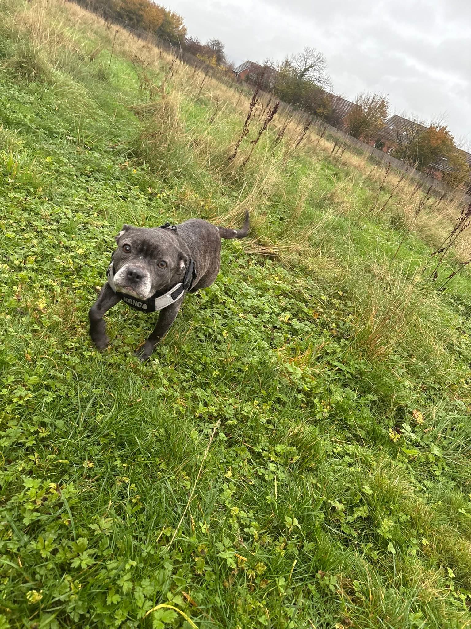 Penelope, a Unknown old female Staffordshire Bull Terrier available for adoption from Cardiff Dogs Home in Cardiff