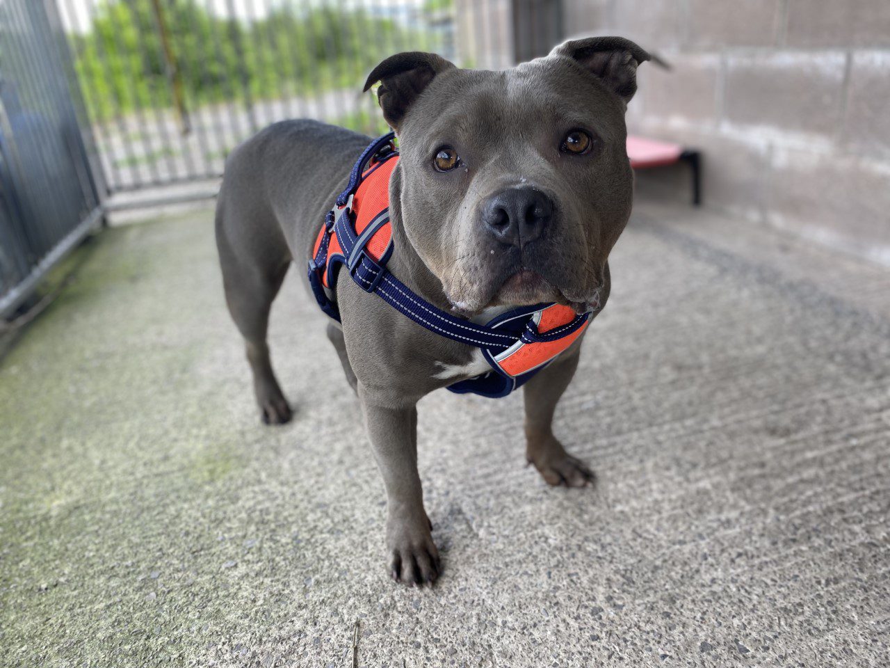 Dogs available for rehoming Cardiff Dogs Home